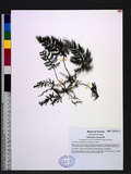 Trichomanes obscurum Blume u