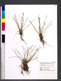Eleocharis geniculata (L.) Romer & Schult. sĩ