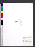 Parthenocissus sp.