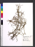 Cassytha filiformis L. Lگ