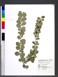 Maytenus emarginata (Willd.) Ding Hou r