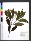 Pluchea carolinensis (Jacq.) G. Don