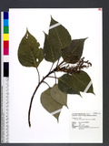 Macaranga sinensis (Baill.) Muell.-Arg. ׾