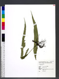 Lepisorus sp.