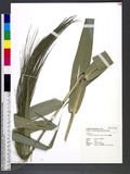 Thysanolaena latifolia (Roxb. ex Hornem.) Honda ĸĪ