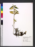 Dendrobium chameleon Ames rj۱