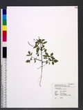 Cleome rutidosperma DC. \ժ