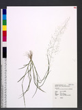 Sporobolus tenuissimus (Mart. ex Schrank) Kuntze a