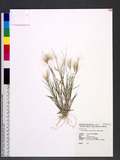 Pogonatherum crinitum (Thunb.) Kunth 