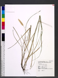 Setaria parviflora (Poir.) Kerguélen