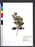 Rhodomyrtus toment...