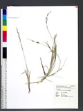 Eragrostis atrovirens (Desf.) Trin. ex Steud. 