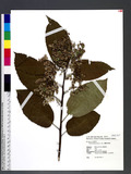 Ehretia philippinensis A. DC. p߾