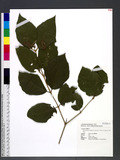 Callicarpa formosana Rolfe var. glabrata T. T. Chen, S. M. Chaw & Yuen P. Yang tR