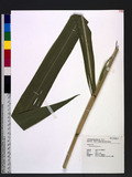 Tripsacum dactyloides (L.) L.