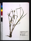 Polypogon fugax Nees ex Steud. Y