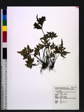 Cheilanthes concolor (Langsd. & Fisch.) R. M. Tryon & A. F. Tryon ¤߿