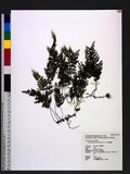 Hymenophyllum poly...