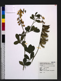 Crotalaria pallida Ait. var. obovata (G. Don) Polhill 黃野百合