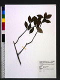 Litsea rotundifolia Hemsl. var. oblongifolia (Nees) Allen 긭l