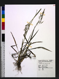 Spodiopogon cotulifer (Thunberg) Hack. o~