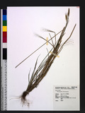 Setaria parviflora (Poir.) Kerguélen