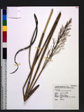Spodiopogon cotulifer (Thunberg) Hack. o~