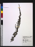 Artemisia lancea Van. p