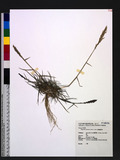 Eragrostis cylindr...