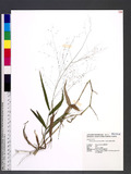 Cyrtococcum accrescens (Trin.) Stapf J}G