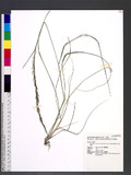 Sporobolus indicus (L.) R. Br var. major (Buse) Baaijens 