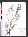 Eragrostis tenuifolia (A. Rich.) Hochst. ex Steud. eܯ