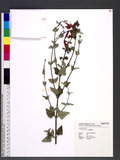 Salvia coccinea L. 紅花鼠尾草