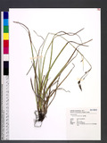 Carex chrysolepis ...