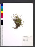 Carex breviculmis ...
