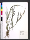 Eragrostis atrovirens (Desf.) Trin. ex Steud. 