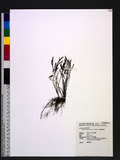 Asplenium septentrionale (L.) Hoffm. uK
