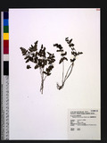 Dryopteris serrato-dentata (Bedd.) Hayata 