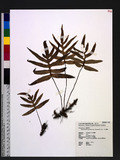 Phymatopteris quasidivaricata (Hayata) Pic. Ser. ɤsp