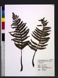 Dryopteris sp.