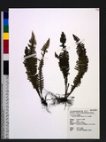 Ctenopteris obliquata (Blume) Copel. KU