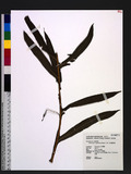 Phymatodes longissima (Blume) J. Sm. p
