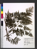 Microlepia rhomboidea (Wall. ex Kunze) Prantl פ\