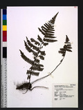 Dryopsis transmorrisonensis (Hayata) Holttum & P. J. Edwards