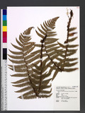 Dryopteris wallichiana (Sprengel) Alston & Bonner ˤ