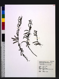 Saxiglossum angustissimum (Gies.) Ching 