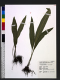 Elaphoglossum conforme (Sw.) Schott s޿