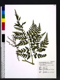 Botrychium lanuginosum (Wall.) Hook. & Grev. sm