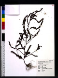 Phyllanthus hookeri Muell.-Arg. ЪGU]