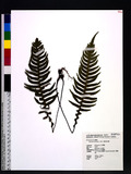 Blechnum melanopus Hook. nQ